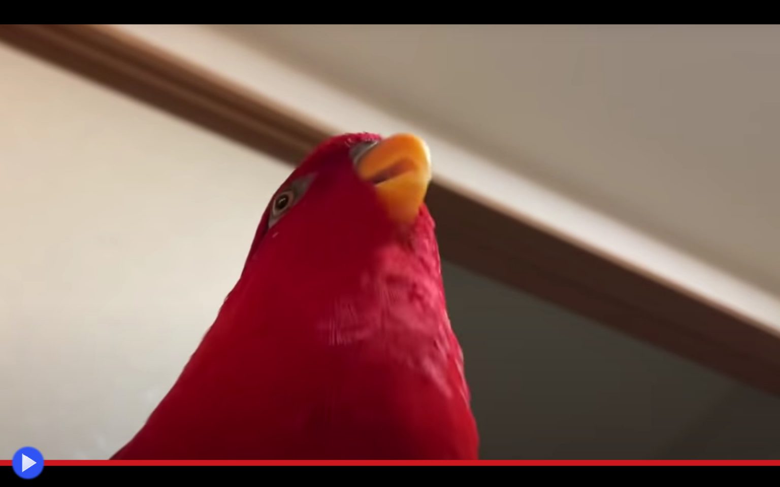 Red memes. Попугай смеется. Красный попугай. Красный попугай Мем. Попуг Мем.