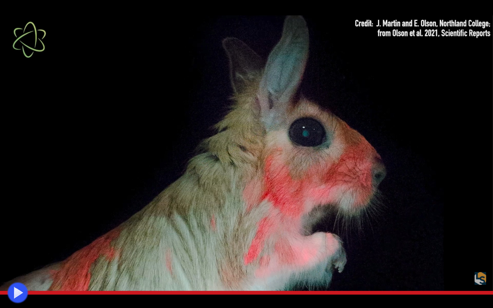 Springghaas Springhaas, il piccolo canguro fluorescente del sottosuolo sudafricano ...